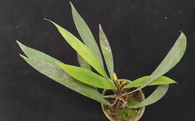 BRIN Ungkap Tiga Spesies Baru Homalomena Endemik Sumatera dari Perdagangan Tanaman Hias