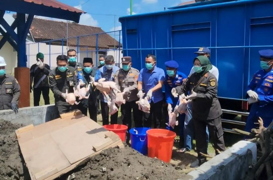 Pemusnahan 5,96 Ton Daging Ayam Ilegal di NTB Ungkap Risiko Keamanan Pangan Tanpa Dokumen Resmi