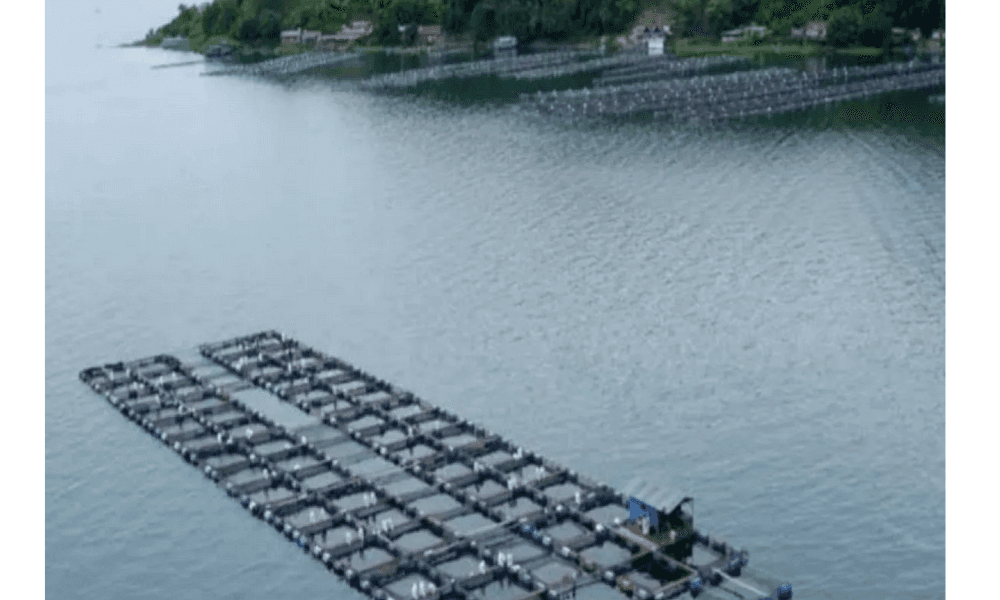 Penurunan Muka Air Danau Toba Ancam Perikanan, Nelayan Diminta Waspada