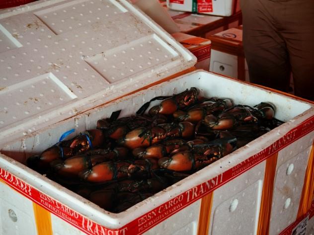Catatan Ekspor Kepiting dari Mimika di Awal 2026