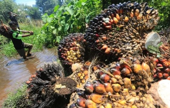 Harga TBS Sawit di Riau Turun di Bawah Rp4.000 per Kg, Dipicu Anjloknya Harga CPO