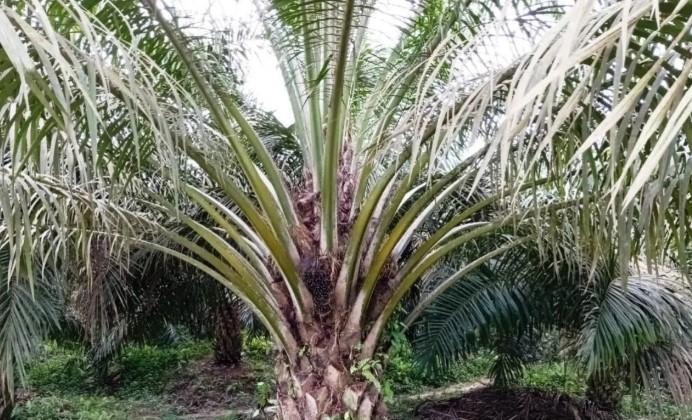 Biodiesel B50 Dinilai Perkuat Ketahanan Energi dan Pangan, Ini Strategi Pemenuhannya