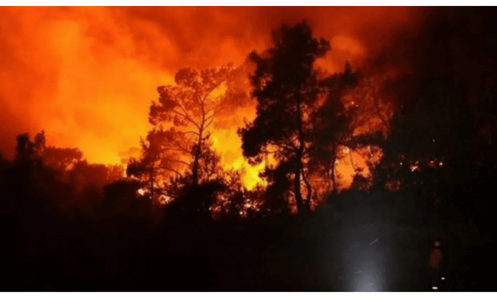 Kebakaran Hutan di Jepang Meluas, 1.373 Hektare Terbakar dan Ribuan Warga Dievakuasi