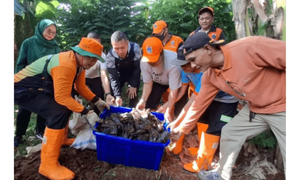 Pemkot Jakarta Selatan Gencar Basmi Ikan Sapu-Sapu untuk Jaga Ekosistem Kali
