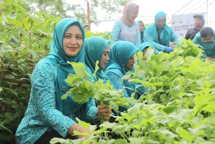 Kepulauan Seribu Genjot Hidroponik dan Tanam Jagung untuk Ketahanan Pangan