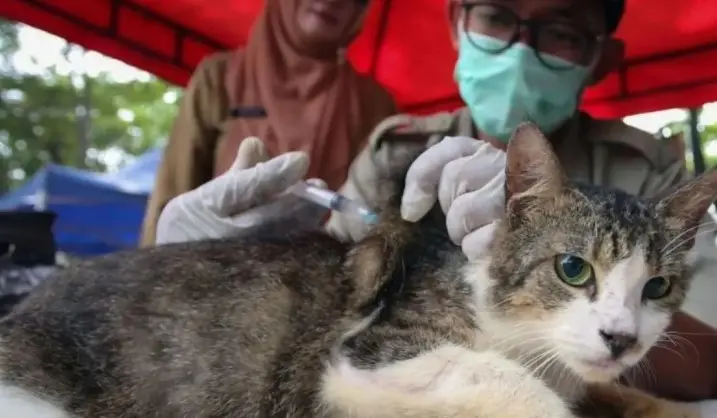 KPKP Jakarta Selatan Vaksin 1.767 Hewan Penular Rabies Selama April 2026