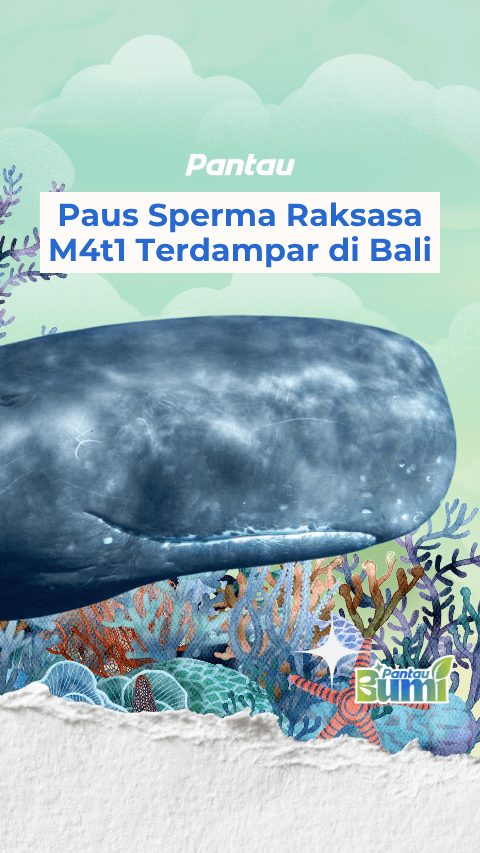 PAUS SPERMA RAKSASA MATI TERDAMPAR