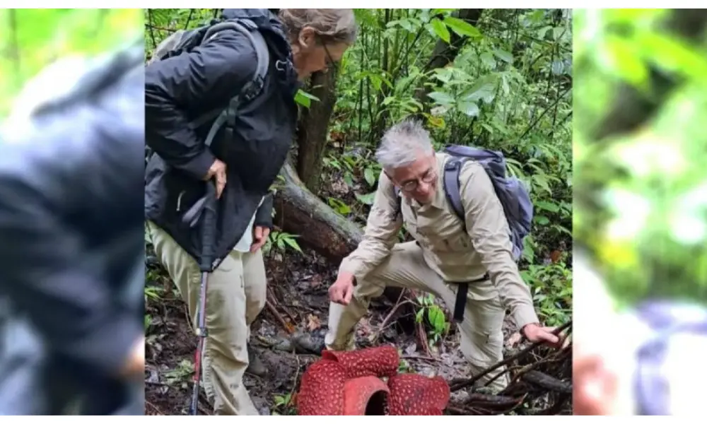 Dua Bunga Rafflesia Arnoldii Mekar Bersamaan di Hutan Palupuh Agam