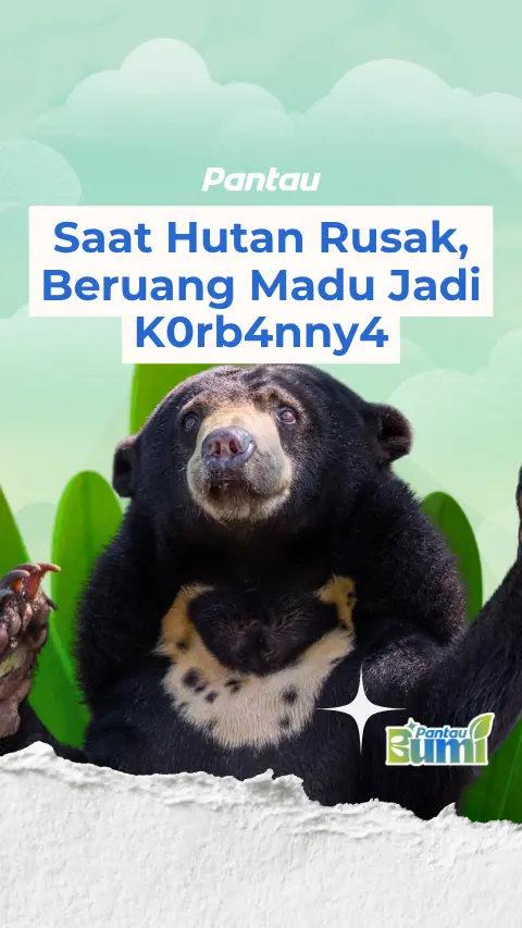 SAAT HUTAN RUSAK BERUANG MADU JADI KORBANNYA