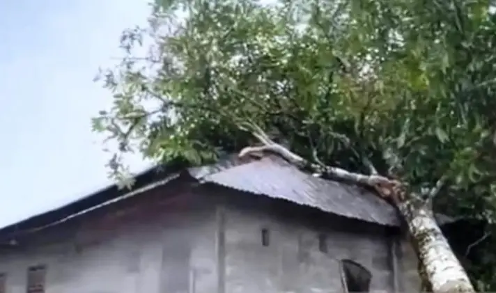 Angin Kencang Terjang Pedalaman Aceh Barat, Rumah Petani Tertimpa Pohon