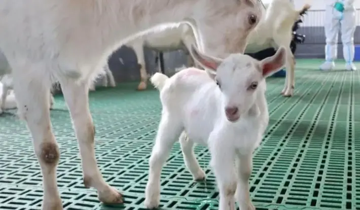 Ilmuwan China Berhasil Kloning Massal Kambing Perah Super Produktif