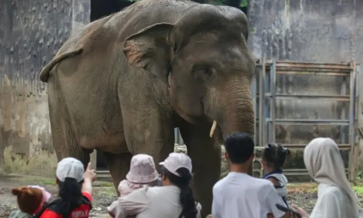 Libur Panjang Kenaikan Yesus Kristus, Ragunan Diprediksi Dikunjungi 120 Ribu Wisatawan