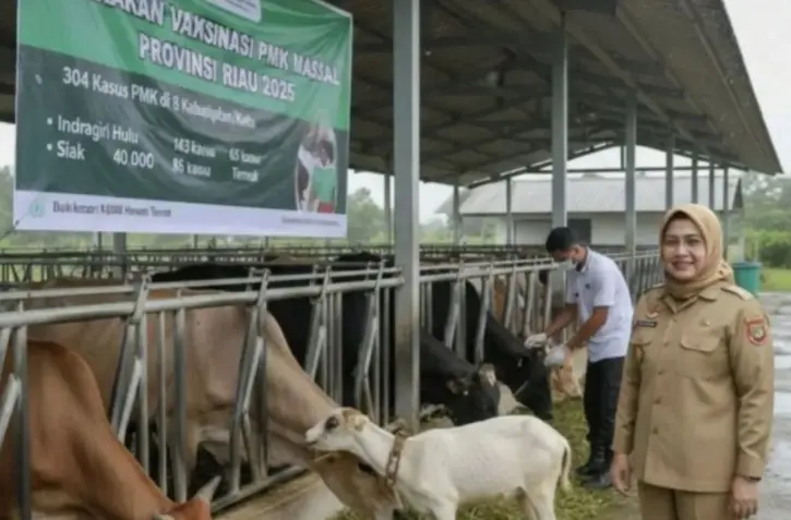 Dinas PKH Riau Catat 758 Kasus PMK pada Ternak Selama Januari-Mei 2026
