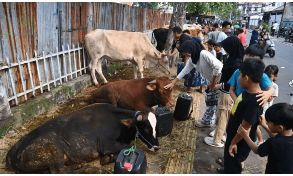 DKI Jakarta Bagikan Tips Memilih Hewan Kurban Sehat dan Sesuai Syariat