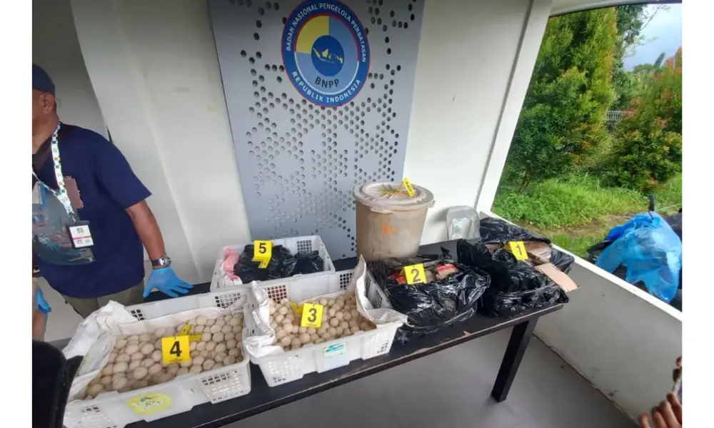 Satgas Perbatasan Gagalkan Penyelundupan 2.253 Telur Penyu di Jagoi Babang, Satu WNI Diamankan