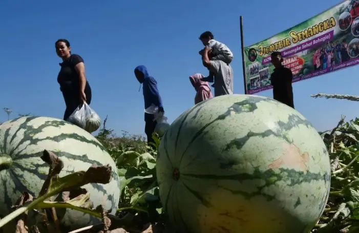 Studi Ungkap Semangka Bantu Jaga Fungsi Jantung dan Pembuluh Darah