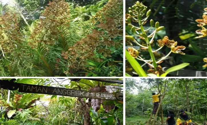 Dokumentasi Biodiversitas Dinilai Penting untuk Menjaga Pembangunan Berkelanjutan Indonesia