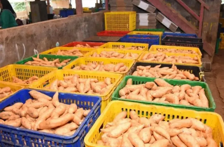 Cara Konsumsi Ubi Jalar agar Vitamin A Terserap Maksimal oleh Tubuh