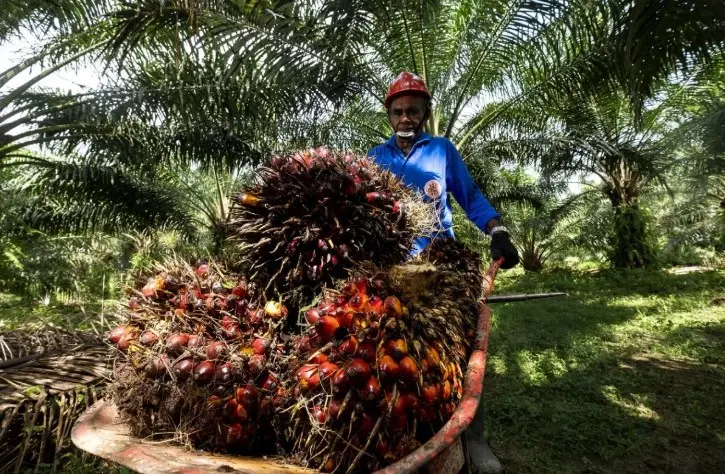 Peneliti UI Sebut Kepastian HGU Jadi Kunci Keberlanjutan Investasi Sawit dan Program B50
