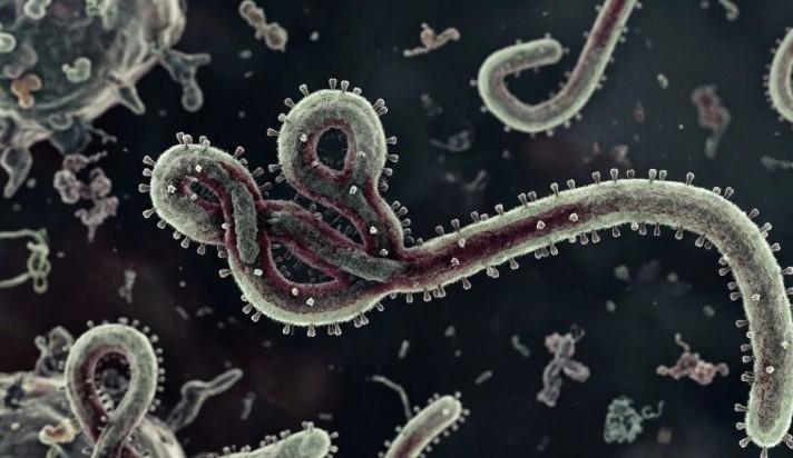 WFP Peringatkan Krisis Pangan Perburuk Penyebaran Wabah Ebola di Kongo