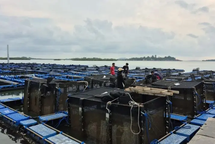 BPBL Batam Sebut Minat Budidaya Lobster Modeling Mulai Meningkat di Kepri