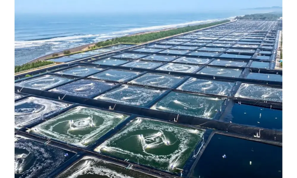 Pemerintah Kembangkan Tambak Udang Modern untuk Perkuat Kemandirian Pangan Nasional