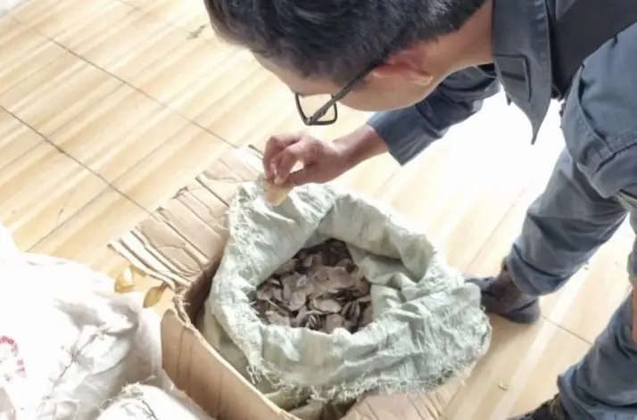 Kemenhut Tahan Penyelundup 3 Ton Sisik Trenggiling Tujuan Kamboja di Pelabuhan Tanjung Priok