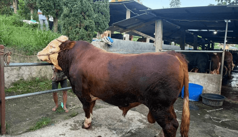 Presiden Prabowo Salurkan 1.098 Sapi Kurban Premium untuk Idul Adha 1447 Hijriah