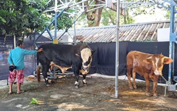 Masjid Al-Azhar Sembelih 14 Sapi dan 43 Kambing pada Idul Adha 1447 H