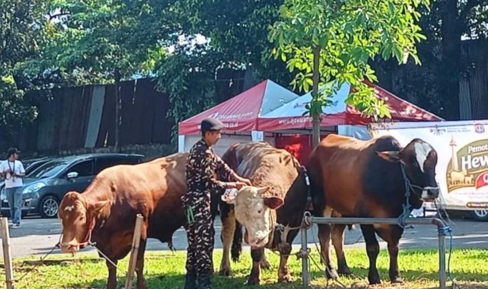 PWNU DKI Terima Sapi Kurban Presiden Prabowo Seberat 800 Kilogram untuk Idul Adha 2026