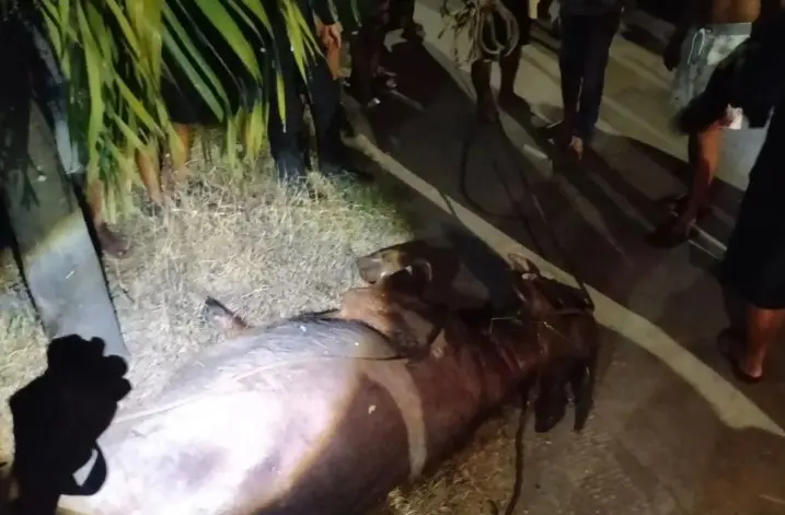 Polisi Lumpuhkan Dua Kerbau Kurban Mengamuk di Kudus karena Membahayakan Warga
