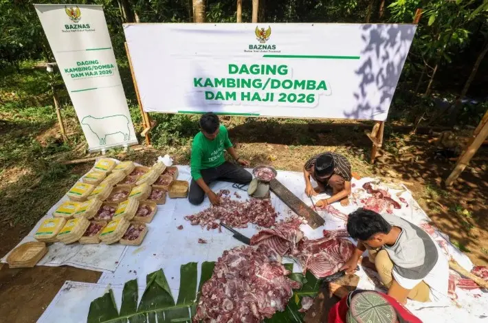 Baznas Salurkan 1.240 Ekor Kambing Dam Haji 2026 untuk Mustahik dan Pemberdayaan Peternak Lokal