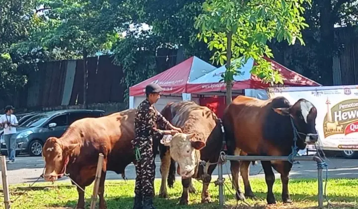 Telaah Ramadhan Pohan: Program Sapi Kurban Presiden Dinilai Sah dan Bermanfaat bagi Masyarakat