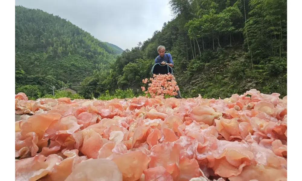 Shuangpai Kembangkan Industri Bawah Kanopi Hutan untuk Dorong Ekonomi Pedesaan Berkelanjutan