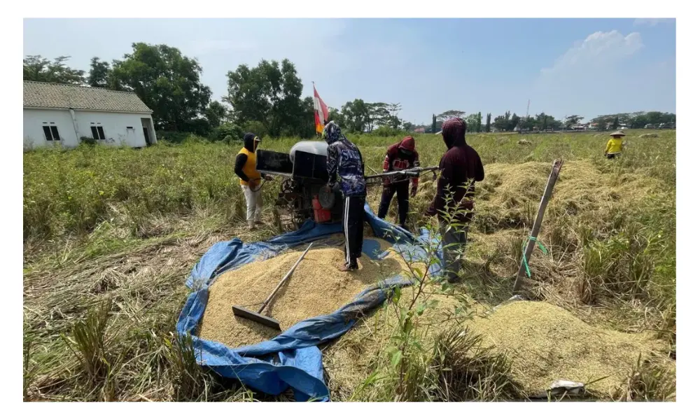 Cirebon Targetkan Produksi Beras Minimal 300 Ribu Ton untuk Jaga Surplus Pangan