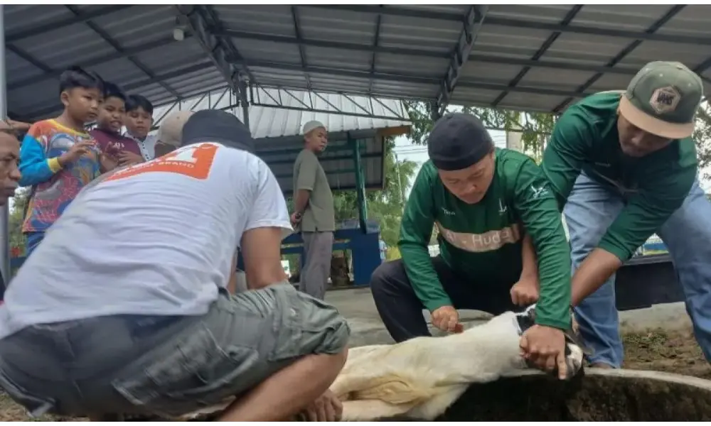 Kurban di Indonesia Berkembang Jadi Tradisi Sosial dan Penggerak Ekonomi Masyarakat