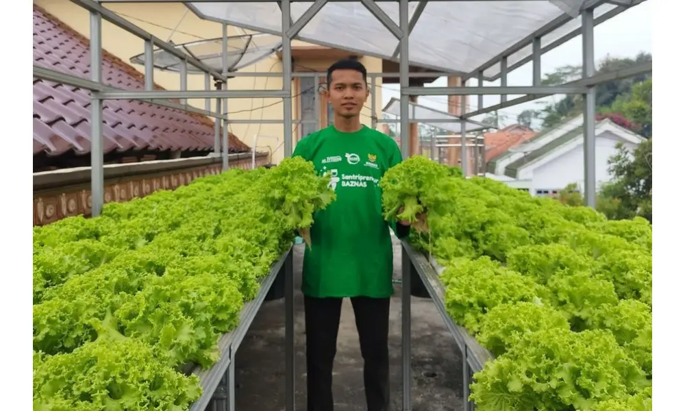 Dari Loteng Rumah hingga Pasok Program MBG, Kisah Arif Hermawan Bangun Usaha Hidroponik di Lumajang
