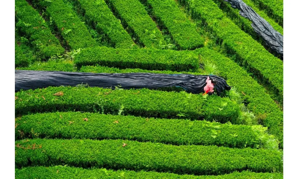 Matcha Guizhou Kian Diminati, Tren Minuman Sehat di Indonesia Terus Tumbuh