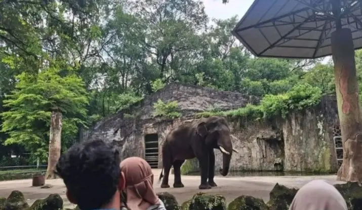 Ragunan Siapkan 27 Titik Parkir Tambahan untuk Antisipasi Lonjakan Pengunjung Libur Idul Adha