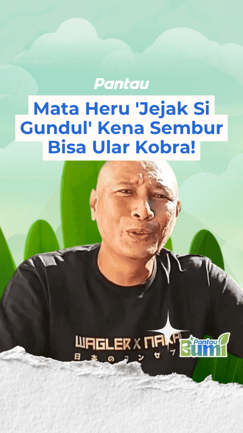 MATA HERU JEJAK SI GUNDUL KENA SEMBUR BISA ULAR KOBRA