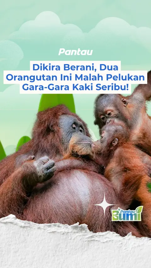 DIKIRA BERANI, DUA ORANGUTAN INI MALAH PELUKAN GARA-FARA KAKI SERIBU!