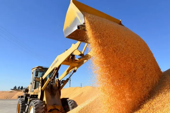 Ilmuwan China Kembangkan Jagung Berprotein Tinggi untuk Kurangi Ketergantungan Impor Kedelai