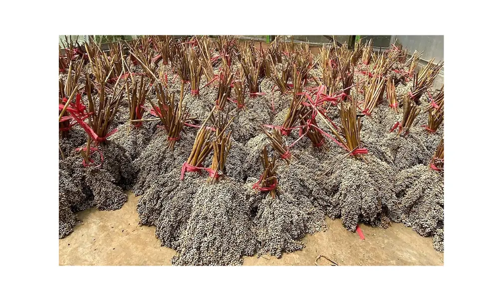 PLN EPI Gandeng Itera dan PLN Puslitbang Kembangkan Kaliandra-Sorgum untuk Biomassa dan Hidrogen Hijau
