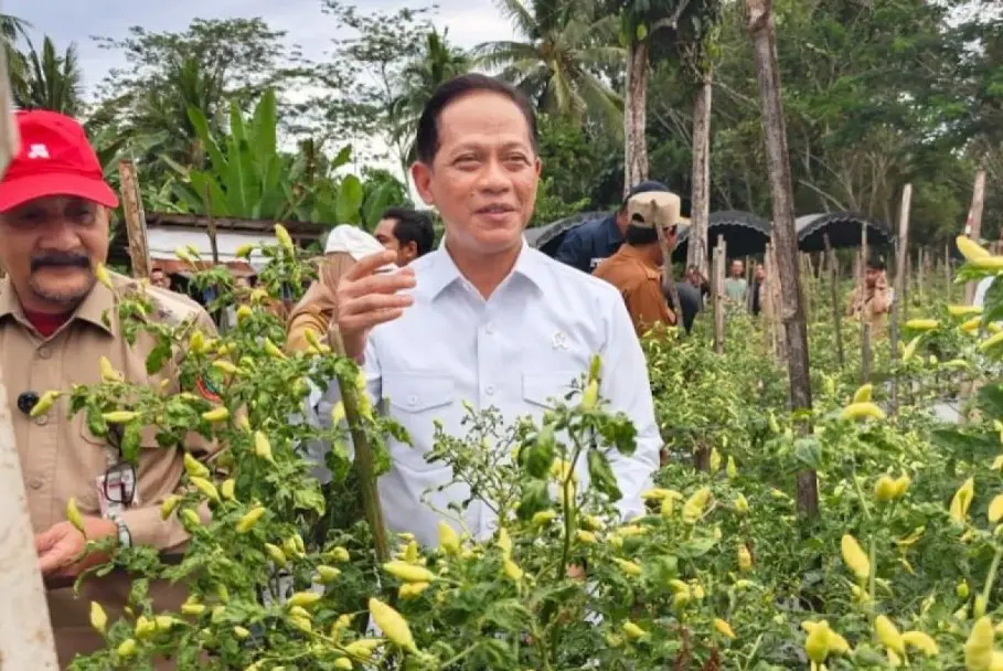 Hanif Faisol Nurofiq Menilai Hulu Sungai Selatan Berperan Besar Menjaga Pasokan dan Stabilitas Harga Cabai