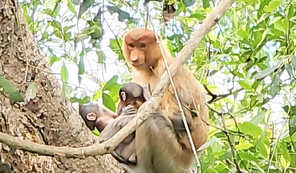 Kelahiran Bayi Bekantan Kembar di Pulau Curiak Jadi Peristiwa Langka dan Bersejarah