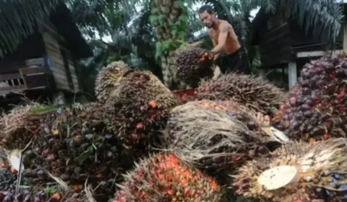 Harga TBS Sawit Petani Riau Naik Jadi Rp3.707,61 per Kilogram, Didorong Kenaikan CPO dan Kernel