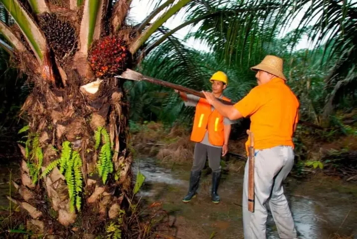 PTPN IV Serap 1,34 Juta Ton TBS Sawit Rakyat hingga Mei 2026 untuk Jaga Stabilitas Pasar Petani