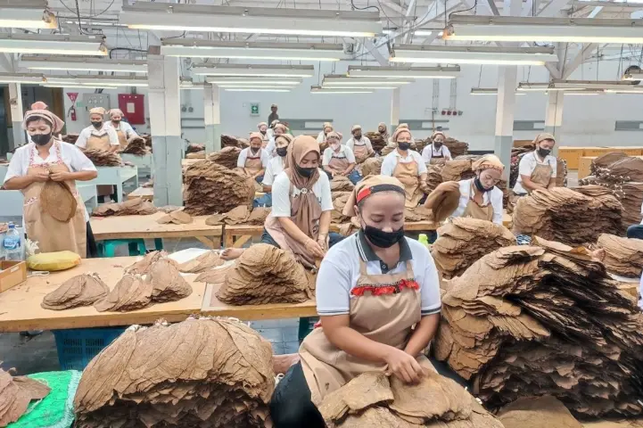 PTPN I Perkuat Produksi Tembakau Premium untuk Penuhi Permintaan Industri Cerutu Dunia