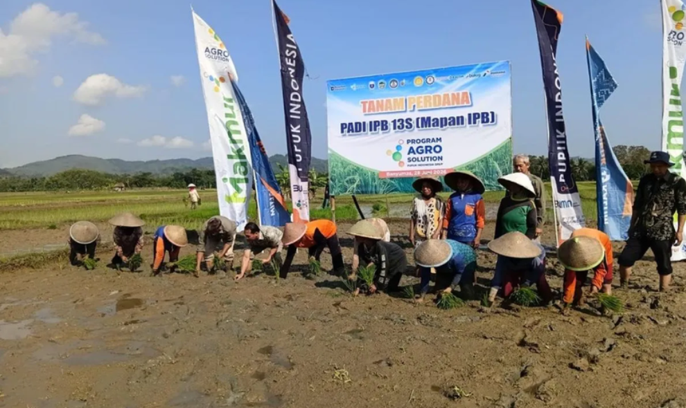 Alumni IPB Jembatani Inovasi Varietas Padi Unggul IPB13Senopati untuk Petani Banyumas