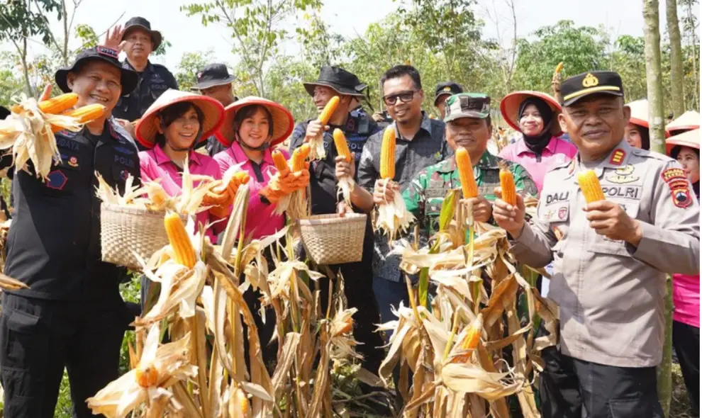 Brimob Polda Jateng Panen Delapan Ton Jagung di Kendal Dukung Ketahanan Pangan Nasional